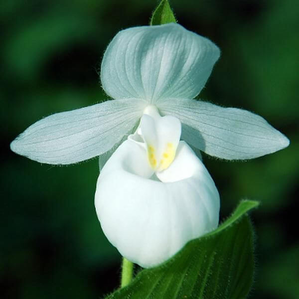 Cypripedium acaule White Ladyâ€™s Slipper Seeds 