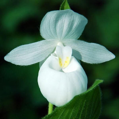 Cypripedium acaule White Ladyâ€™s Slipper Seeds 