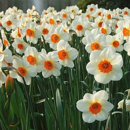 Daffodil Seeds - Flower for Home Gardens