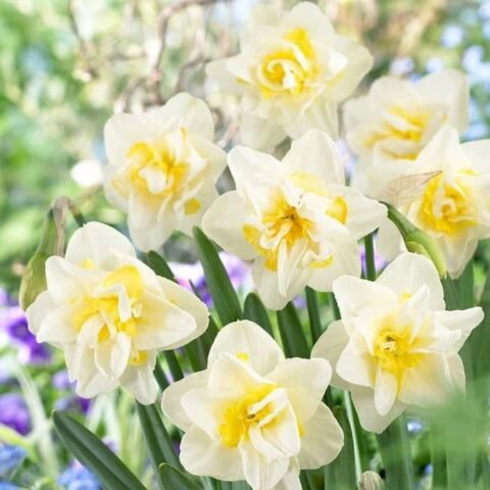 Daffodil Seeds - Flower for Home Gardens