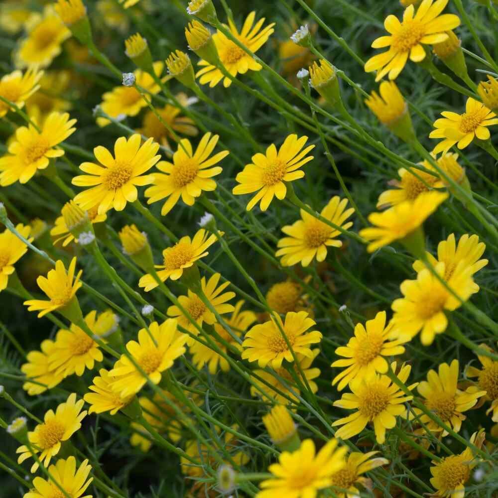 Dahlberg Daisy Seeds - Flower Plant