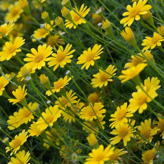 Dahlberg Daisy Seeds - Flower Plant