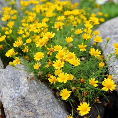 Dahlberg Daisy Seeds - Flower Plant