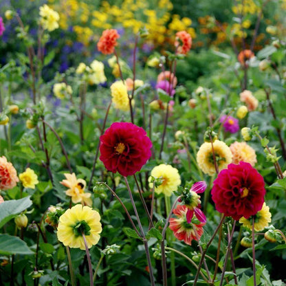 Dahlia Pompon Mix Seeds - Heirloom Flower Plant for Home Gardens