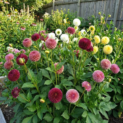 Dahlia Pompon Mix Seeds - Heirloom Flower Plant for Home Gardens