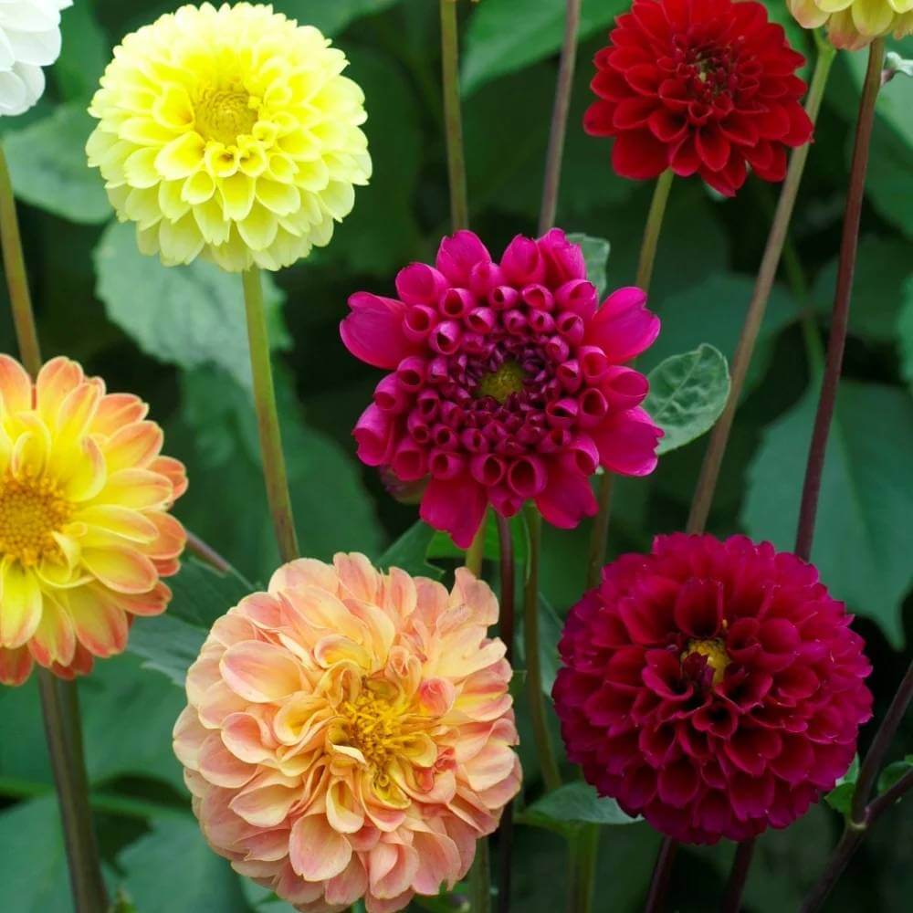 Dahlia Pompon Mix Seeds - Heirloom Flower Plant for Home Gardens