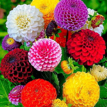 Dahlia Pompon Mix Seeds - Heirloom Flower Plant for Home Gardens