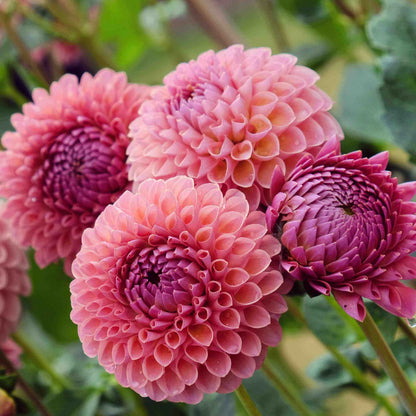 Dahlia Seeds