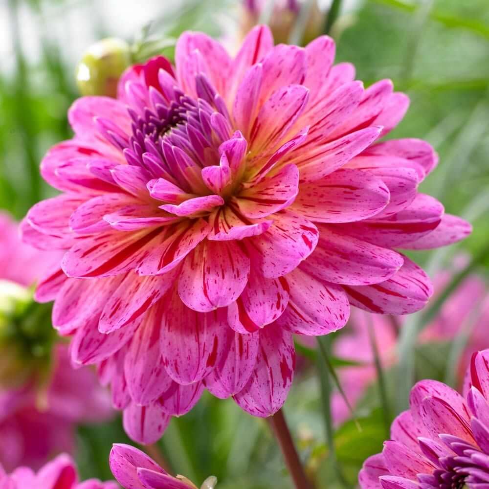 Dahlia Seeds