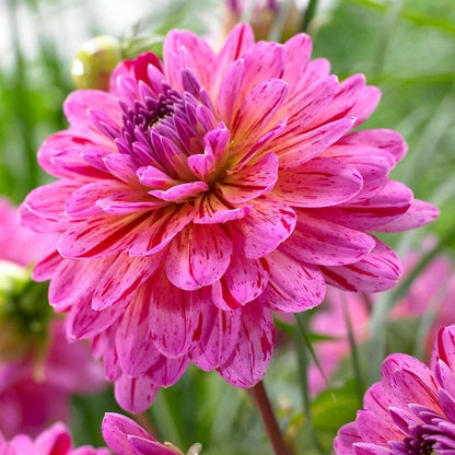 Dahlia Seeds