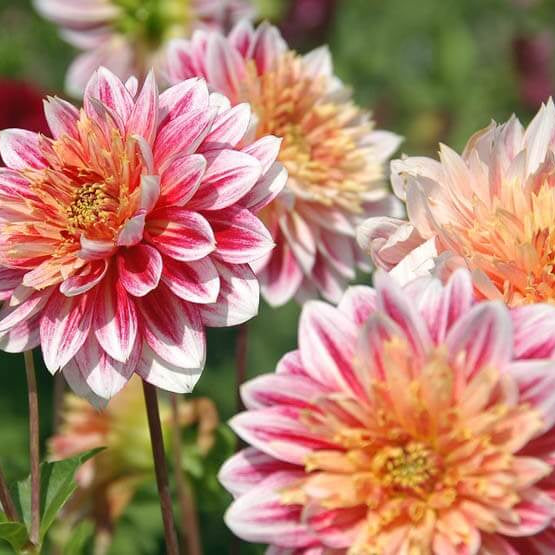 Dahlia Seeds
