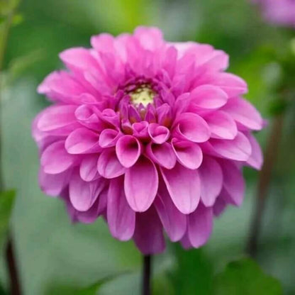Dahlia Seeds