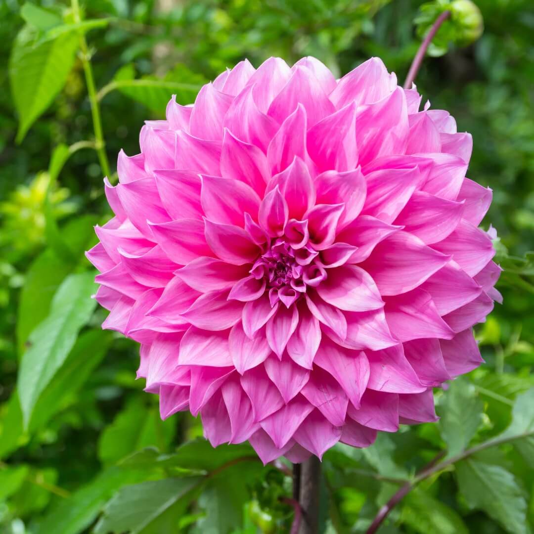 Dahlia Seeds