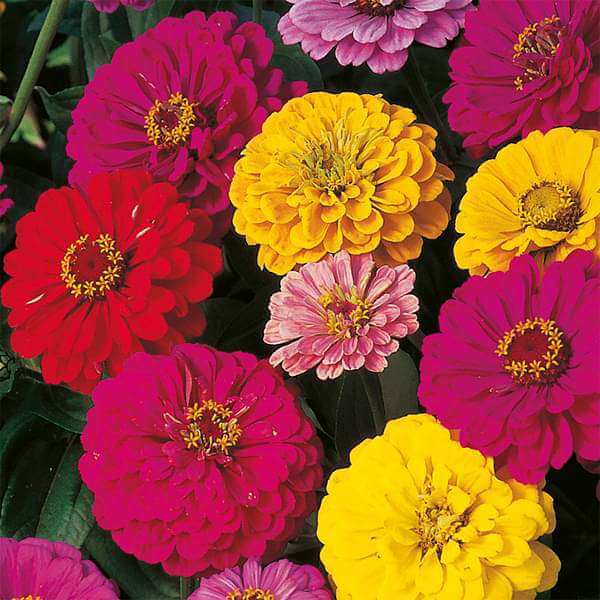 Dahlia Seeds - Flower Plant