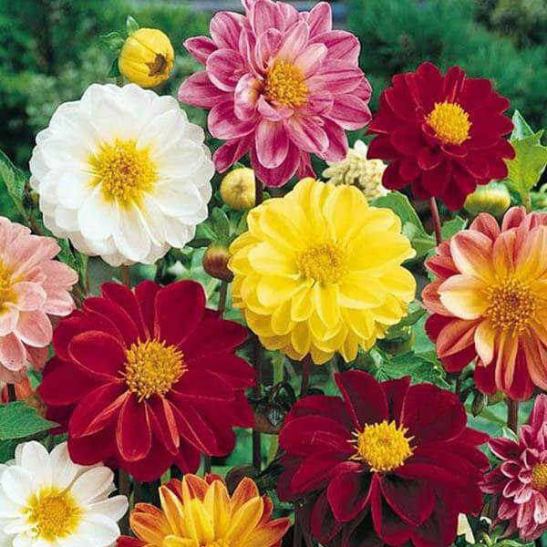 Dahlia Seeds - Flower Plant