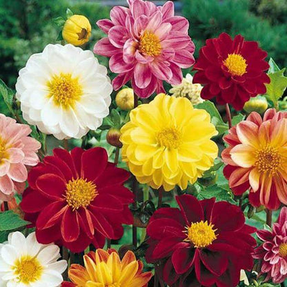 Dahlia Seeds - Flower Plant