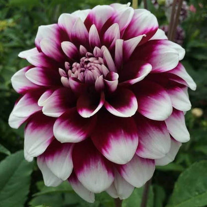 Dahlia Seeds - Heirloom Flower Plant Seeds for Home Gardens
