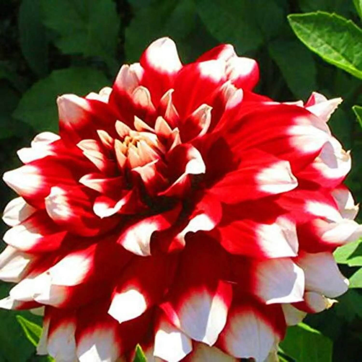 Dahlia Seeds - Heirloom Flower Plant Seeds for Home Gardens