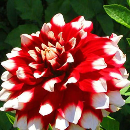 Dahlia Seeds - Heirloom Flower Plant Seeds for Home Gardens