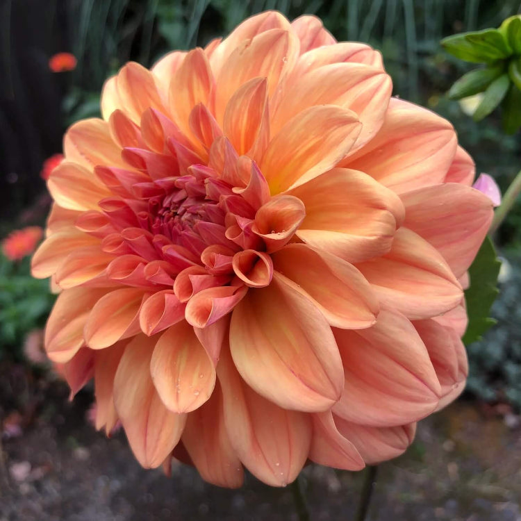 Dahlia Seeds - Heirloom Flower Plant Seeds for Home Gardens