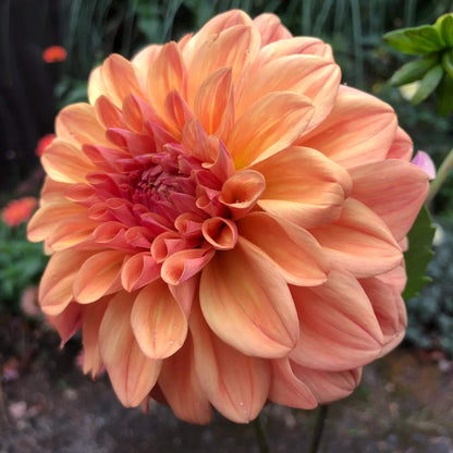 Dahlia Seeds - Heirloom Flower Plant Seeds for Home Gardens