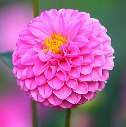 Dahlia Seeds - Heirloom Flower Plant Seeds for Home Gardens