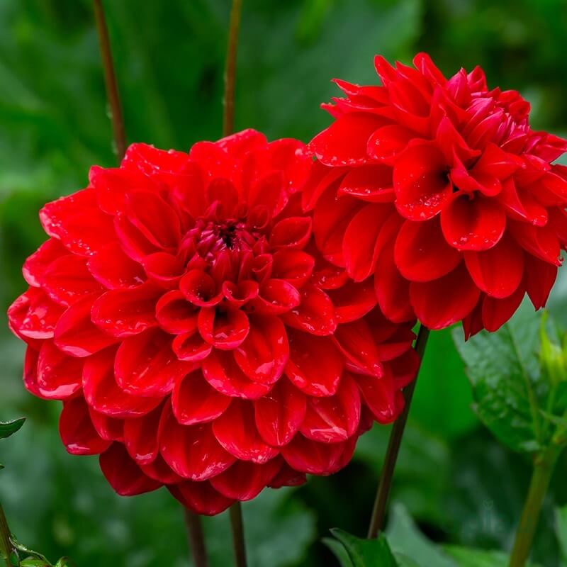 Dahlia Seeds - Heirloom Flower Plant Seeds for Home Gardens