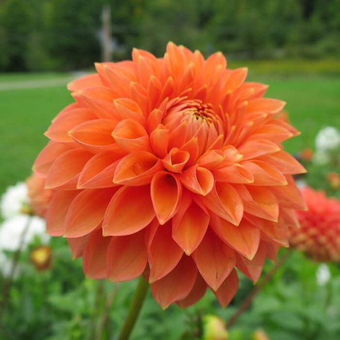 Dahlia Seeds - Heirloom Flower Plant Seeds for Home Gardens