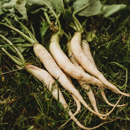 Daikon radish seeds - Vegetable Plant