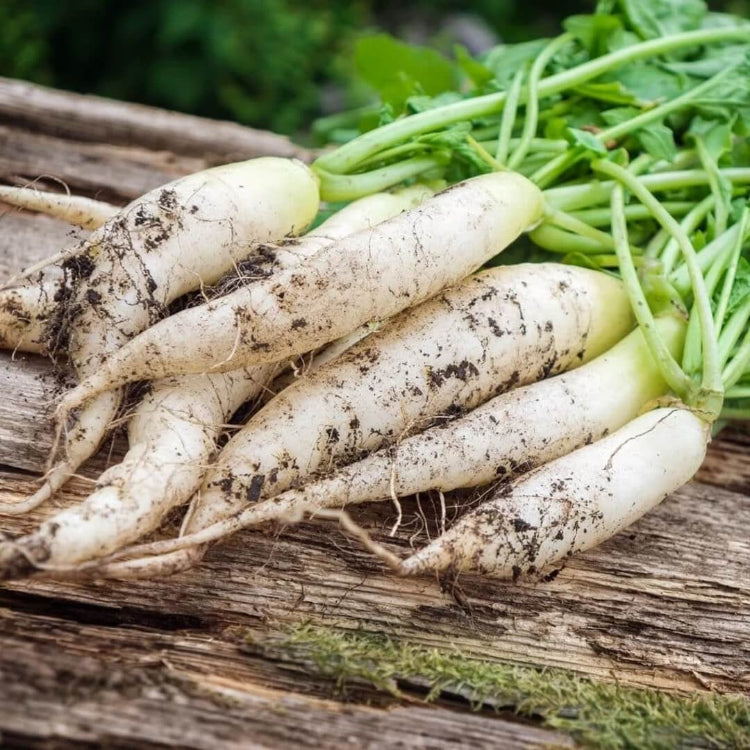 Daikon radish seeds - Vegetable Plant