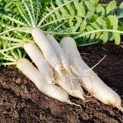 Daikon radish seeds - Vegetable Plant