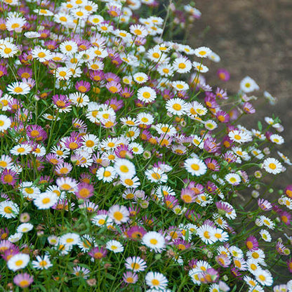 Daisy Ground Cover Plants seeds - Flower Plant
