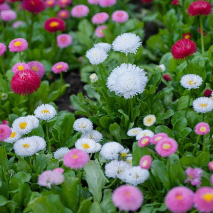 Daisy Seeds - Flower Plant