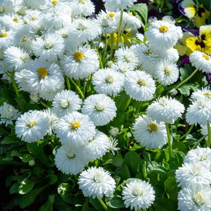 Daisy Seeds - Flower Plant