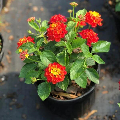 Dallas Red Lantana Seeds - Heirloom Flower Plant for Home Gardens