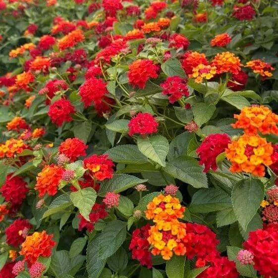 Dallas Red Lantana Seeds - Heirloom Flower Plant for Home Gardens
