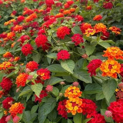 Dallas Red Lantana Seeds - Heirloom Flower Plant for Home Gardens