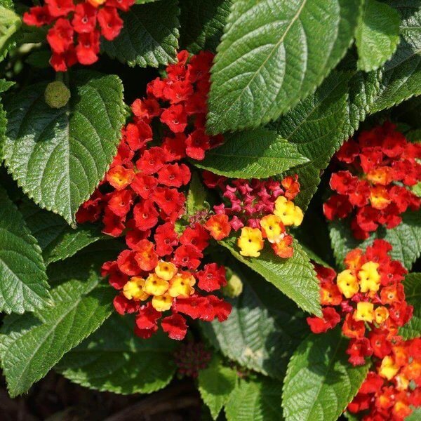 Dallas Red Lantana Seeds - Heirloom Flower Plant for Home Gardens
