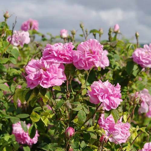 Damascena Flower Seeds - Heirloom Flower Plant for Home Gardens