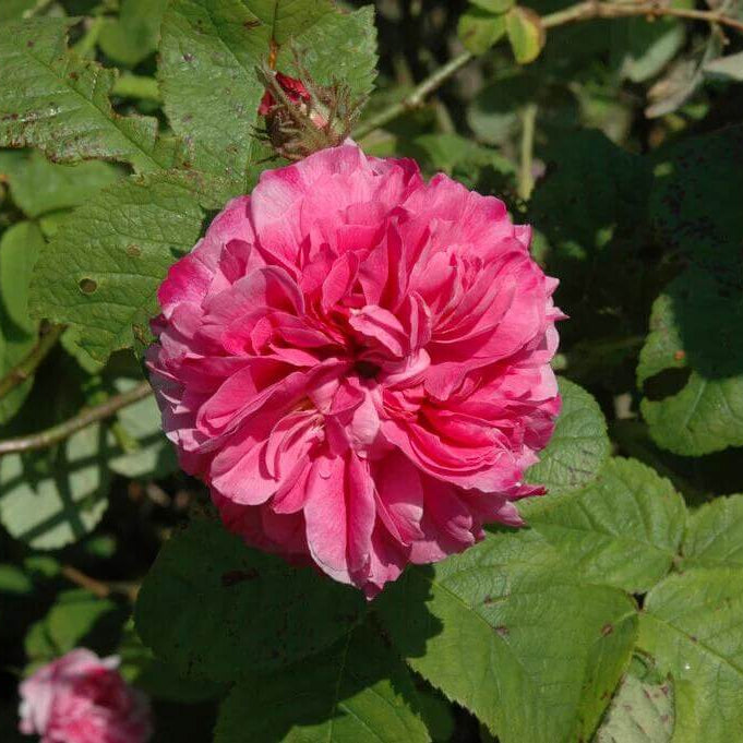 Damascena Flower Seeds - Heirloom Flower Plant for Home Gardens