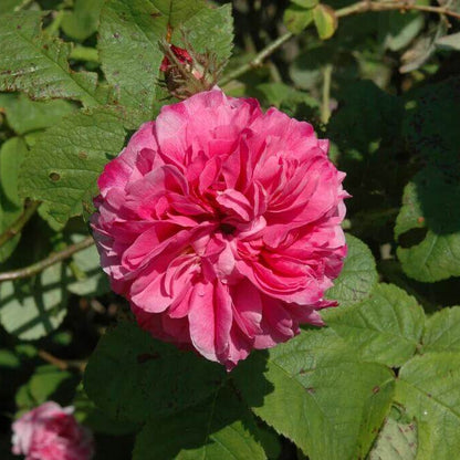 Damascena Flower Seeds - Heirloom Flower Plant for Home Gardens