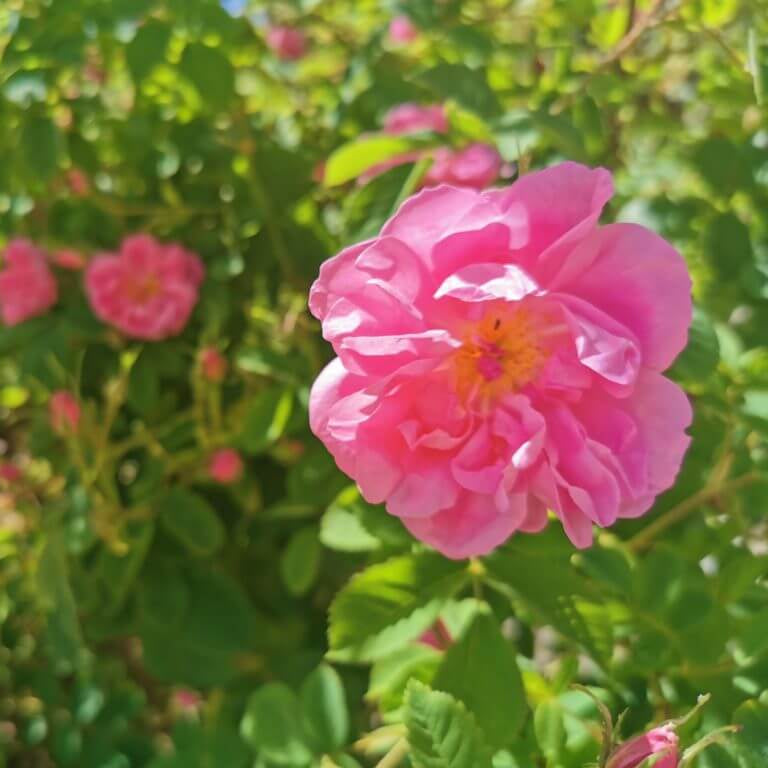 Damascena Flower Seeds - Heirloom Flower Plant for Home Gardens