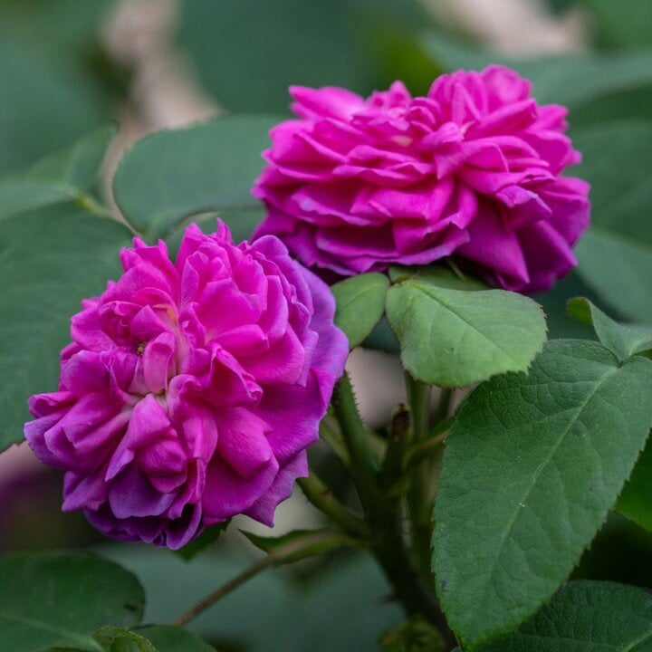 Damascena Flower Seeds - Heirloom Flower Plant for Home Gardens