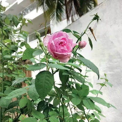 Damask Rose Seeds - Heirloom Flower Plant for Home Gardens