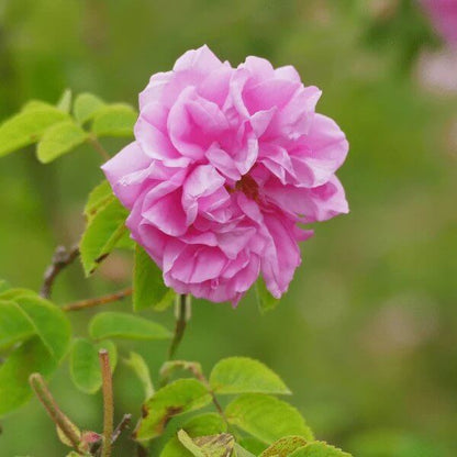 Damask Rose Seeds - Heirloom Flower Plant for Home Gardens