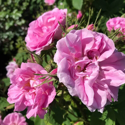 Damask Rose Seeds - Heirloom Flower Plant for Home Gardens