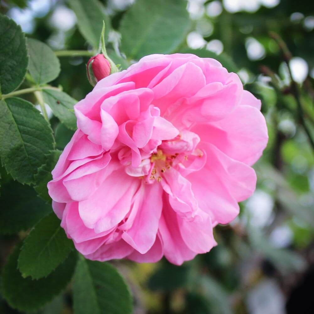 Damask Rose Seeds - Heirloom Flower Plant for Home Gardens