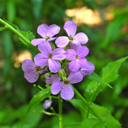 Dame's Rocket Seeds - Flower Plant