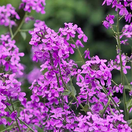 Dame's Rocket Seeds - Flower Plant