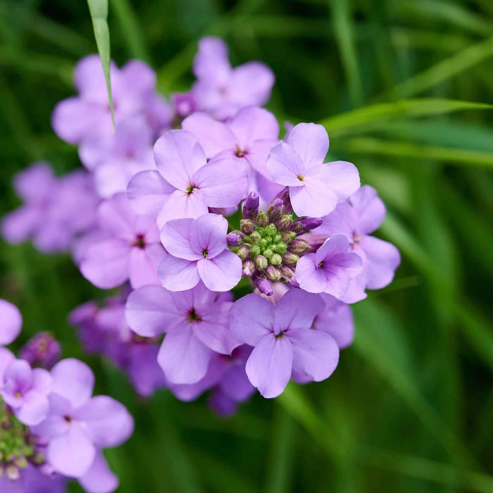 Dame's Rocket Seeds - Flower Plant